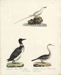 Pingouin torda, merle volant et plongeur boréal (impression)