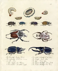 Collection de coléoptères avec stades de développement (imprimé)