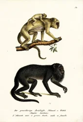 Singes hurleurs noirs, 1824