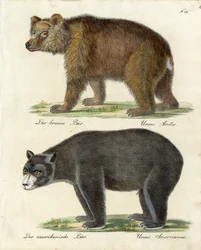 Ours brun et ours américain (impression)
