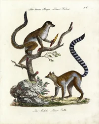 Lémur brun et maki catta