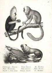 Ouistiti à tête dorée, Callithrix flaviceps (en danger) 1, et tamarin lion doré, Leontopithecus rosalia (en danger) 2,3. Lithographie de Karl Joseph Brodtmann de l