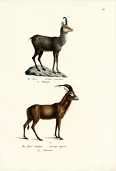 Chamois, 1824