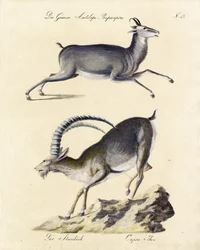 Chamois et bouquetin des Alpes (impression)