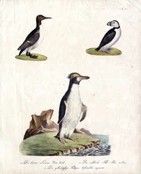Guillemot de Troïl, pingouin torda et manchot à crête (imprimé)