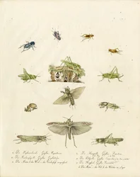 Grillons et sauterelles (imprimé)
