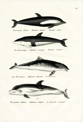 Différents types de dauphins, 1824