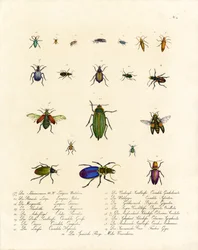 Diversité des cicindèles et autres espèces de coléoptères (print)