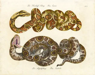 Boa à tête de chien et Boa Constrictor (impression)