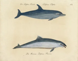 Dauphins (en caractères d