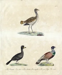 Oiseaux sauvages d