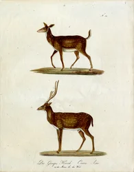 Cerf du Gange femelle et mâle (impression)