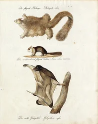 Mammifères planeurs (imprimé)