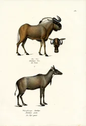 Hartebeest, 1824