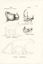 Tête de rhinocéros de Sumatra, 1824