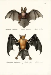 Chauve-souris à face creuse, 1824