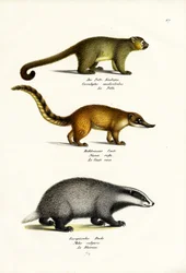 Ours à miel, 1824