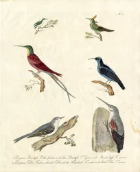 Colibris et arboricoles (imprimé)