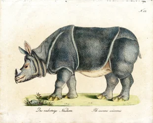 Rhinocéros indien (impression)
