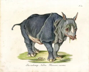 Rhinocéros indien (impression)