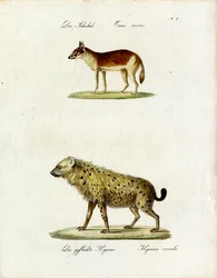 Chacal et hyène tachetée (impression)