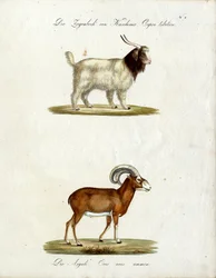 Chèvre du Cachemire et Mouflon (impression)