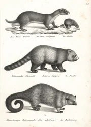 Belette pygmée, Mustela nivalis 1, panda roux, Ailurus fulgens 2, vulnérable, et binturong, Arctictis binturong 3, vulnérable. Lithographie de Karl Joseph Brodtmann de l