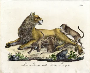 Lionne avec ses petits (impression)