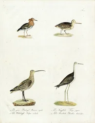 Oiseaux indigènes des marais et des rivages (imprimé)