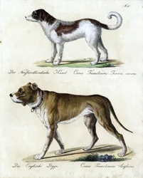 Chien de Terre-Neuve et Mastiff anglais (impression)