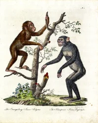 Orang-outan et chimpanzé (imprimé)