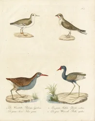 Phalarope, Sterne, Jacana et Râle d