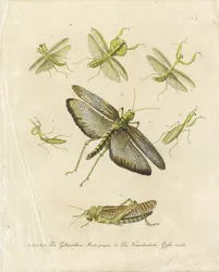 Mantes religieuses et sauterelles (imprimé)
