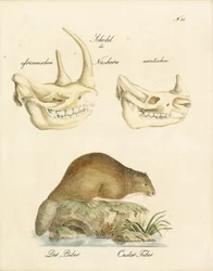 Crânes de rhinocéros et castor (imprimé)