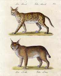 Serval et Lynx (impression)