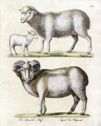 Mouton avec agneau et bélier (impression)