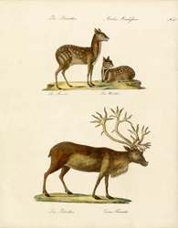 Espèces spéciales de cervidés (en caractères d