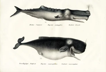 Cachalots, 1824