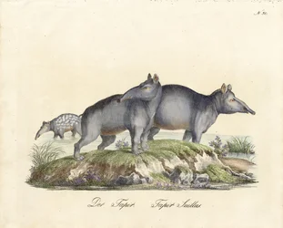 Tapir et Paca (impression)