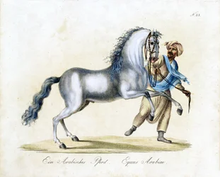 Le cheval arabe (impression)