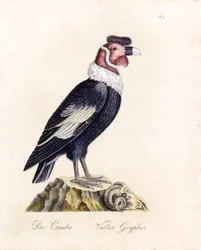 Le Condor (impression)