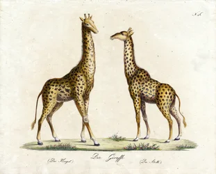 La girafe (mâle et femelle) (impression)
