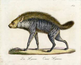 La Hyène (impression)
