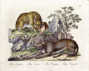 Le Jaguar et le Cougar (imprimé)