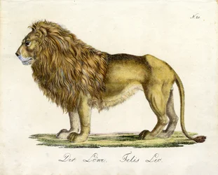 Le Lion (impression)