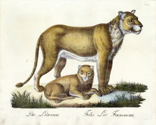 La lionne et son petit (impression)