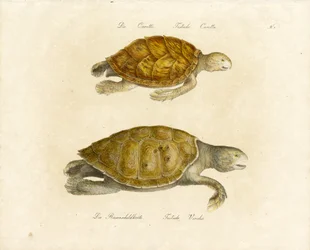 La tortue caouanne et la tortue verte (imprimé)