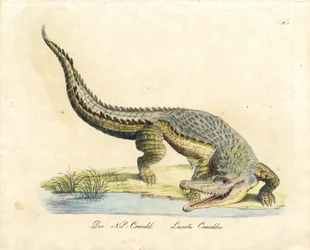 Le crocodile du Nil (impression)