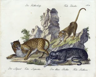 Le chat panthère avec le léopard et la petite panthère (imprimé)