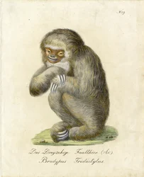 Paresseux à trois doigts (imprimé)